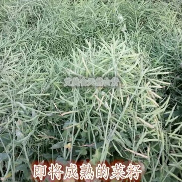 菜油