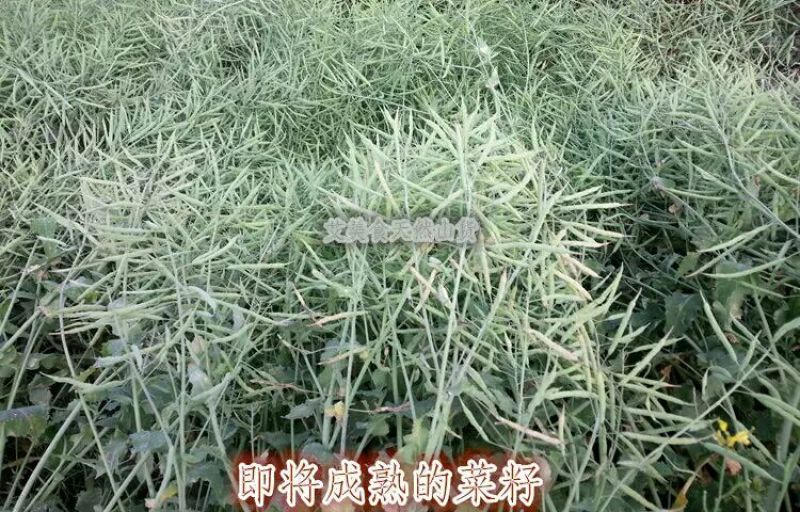 菜油