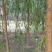 垂柳4~6cm6~8cm3~3.5米