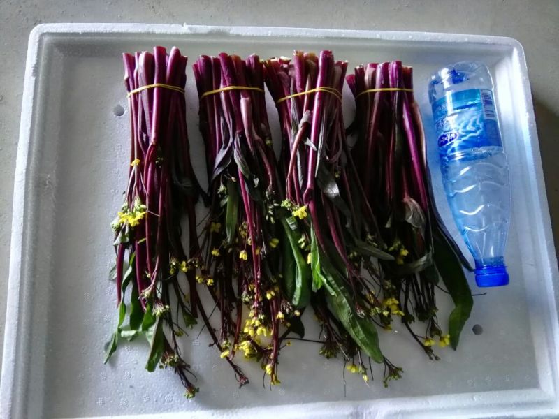 白菜苔20~30厘米