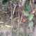 樱桃树苗2年50~80cm，矮化樱桃树苗，各种规格。