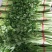 芹菜叶片黄绿色叶片没黄点质量好。