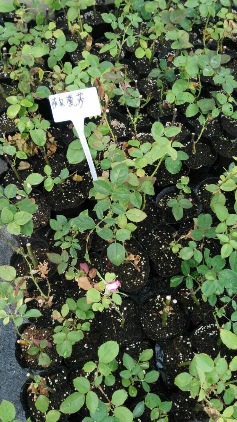 欧洲月季10~20cm