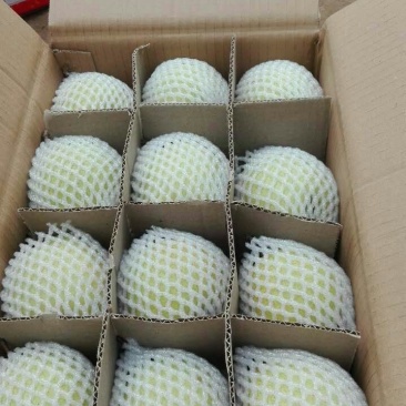 酥梨200~250g膜袋