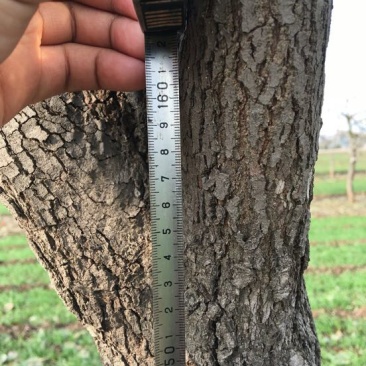 柿树