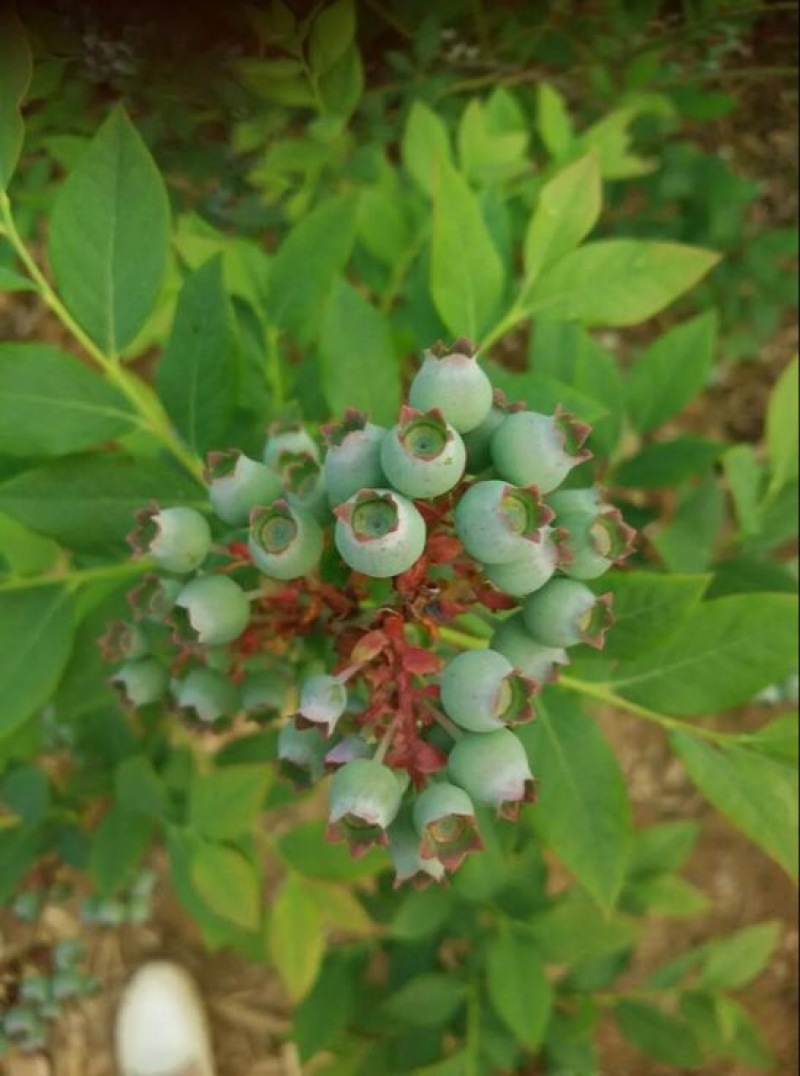 蓝丰蓝莓