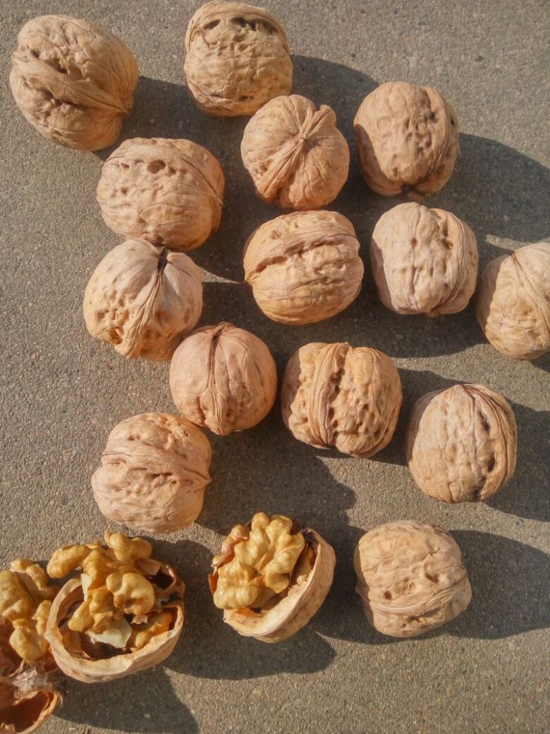薄皮核桃30mm以上去皮干