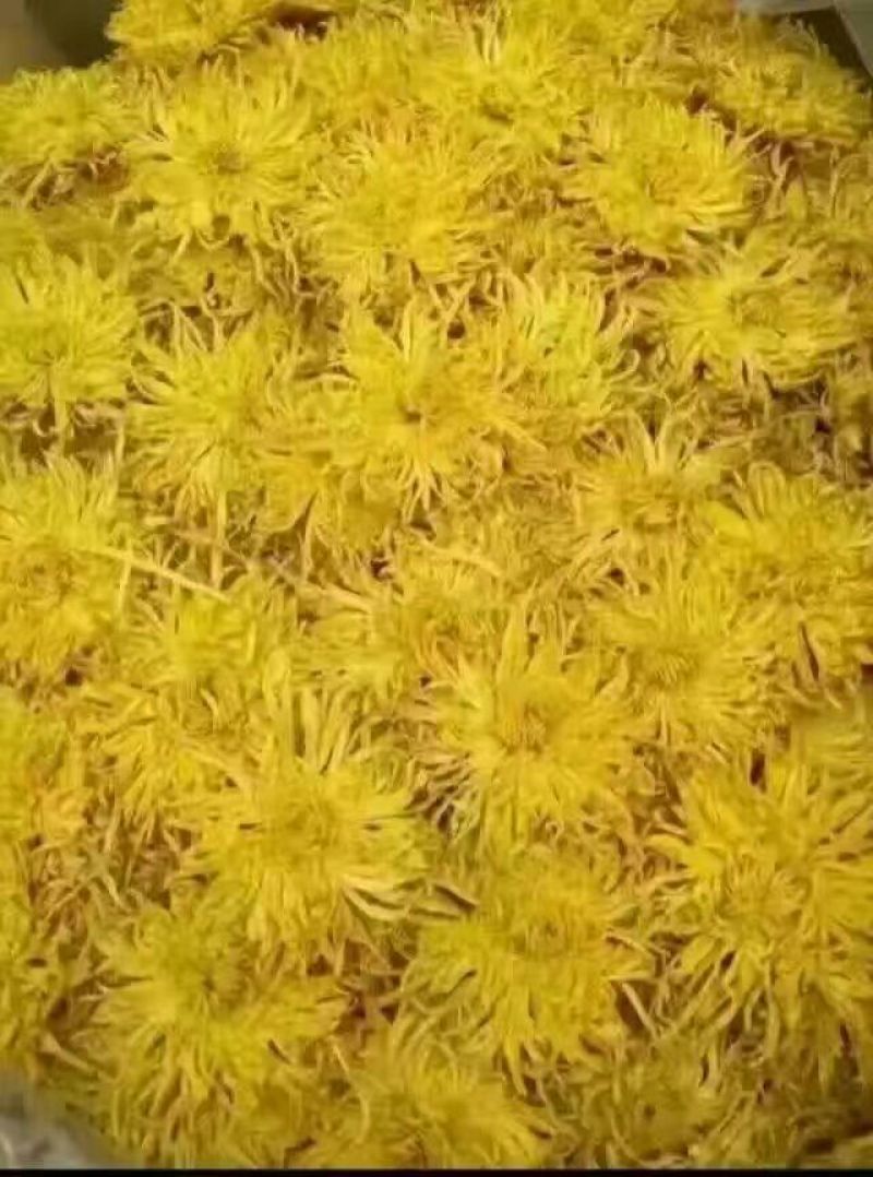 菊花茶开花