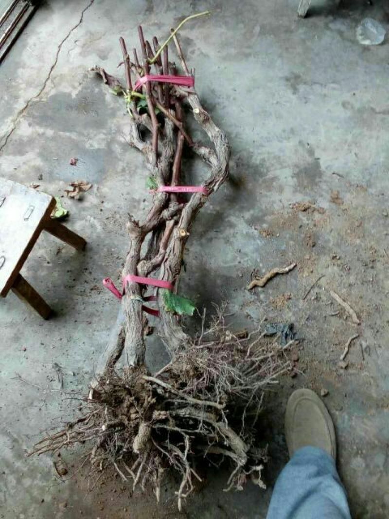葡萄树80~110cm