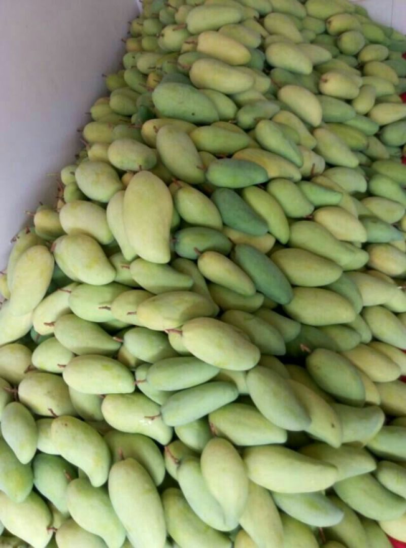 云南保山鹰嘴芒果