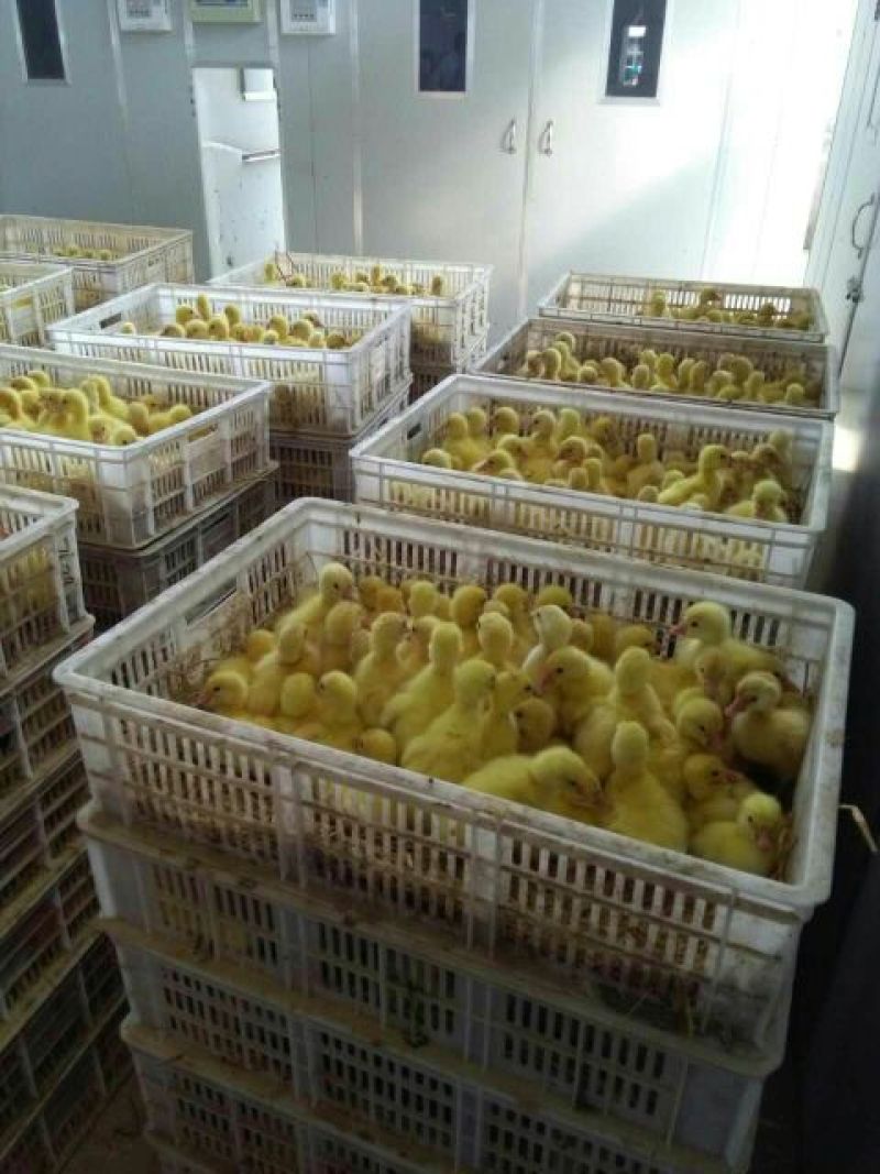 鹅苗250g以下