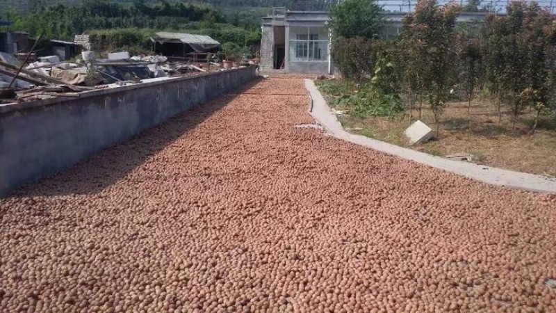薄皮核桃