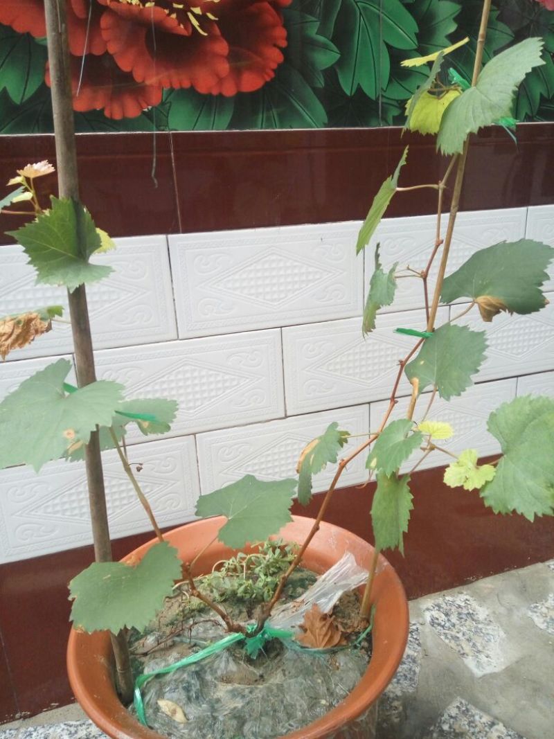 盆栽葡萄50~80cm品种齐全长势好带土发苗