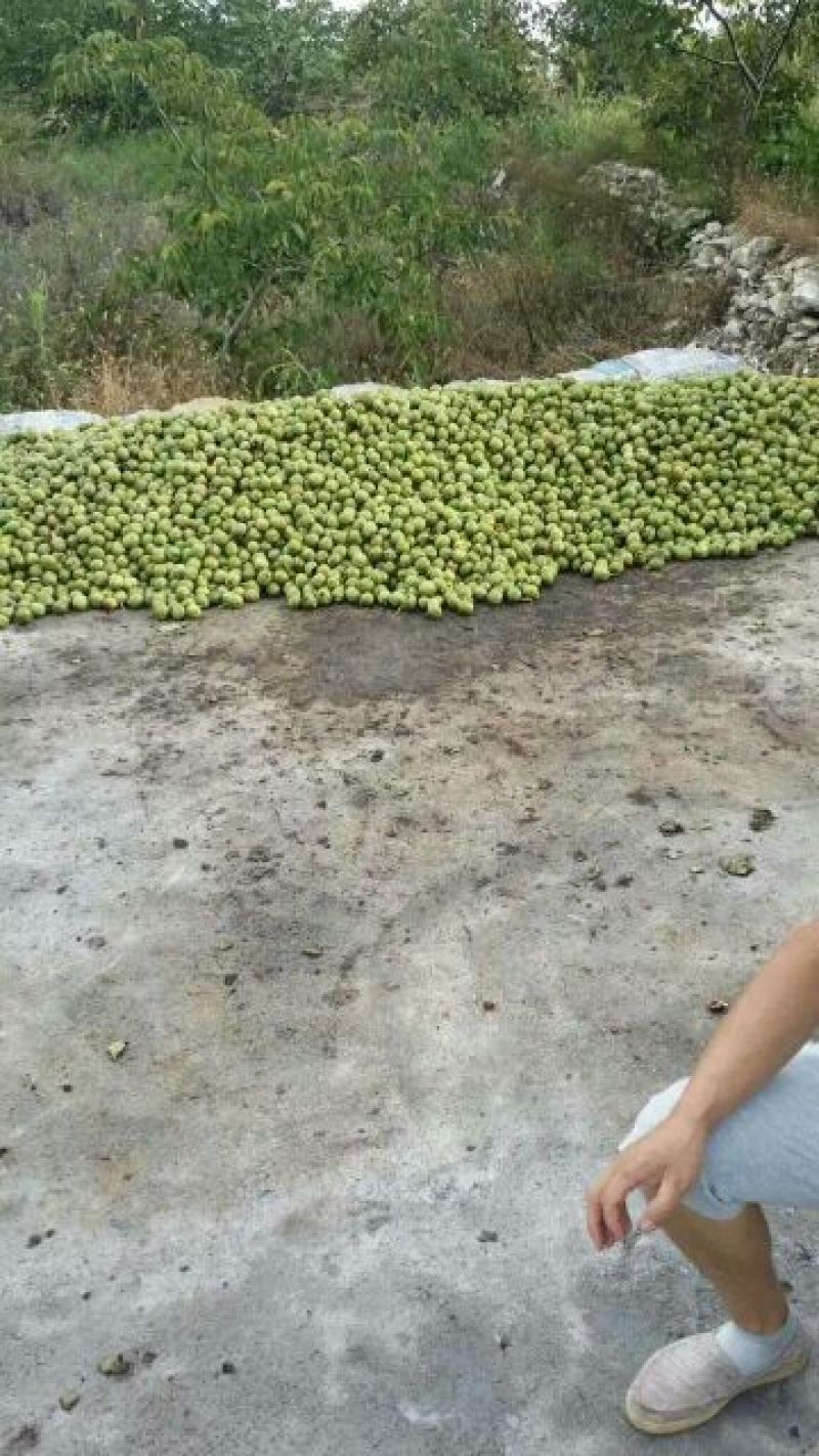 薄皮核桃去皮干