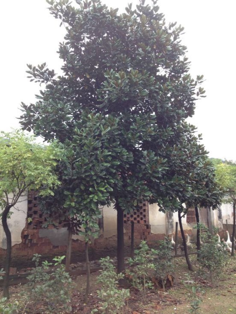 广玉兰