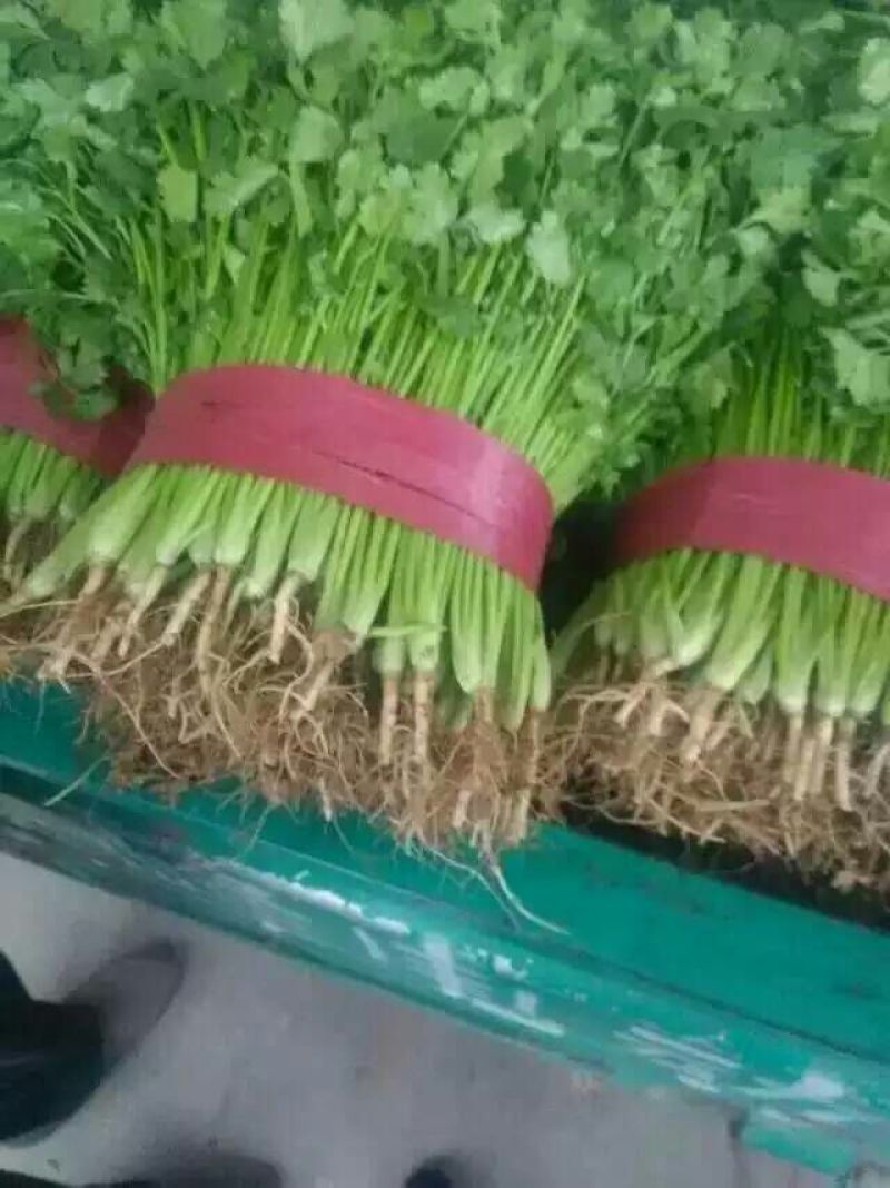河北省邯郸市丛台区大量供应大叶香菜