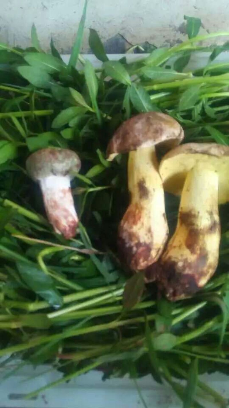 野生菌一级