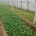 大叶菠菜15~20厘米