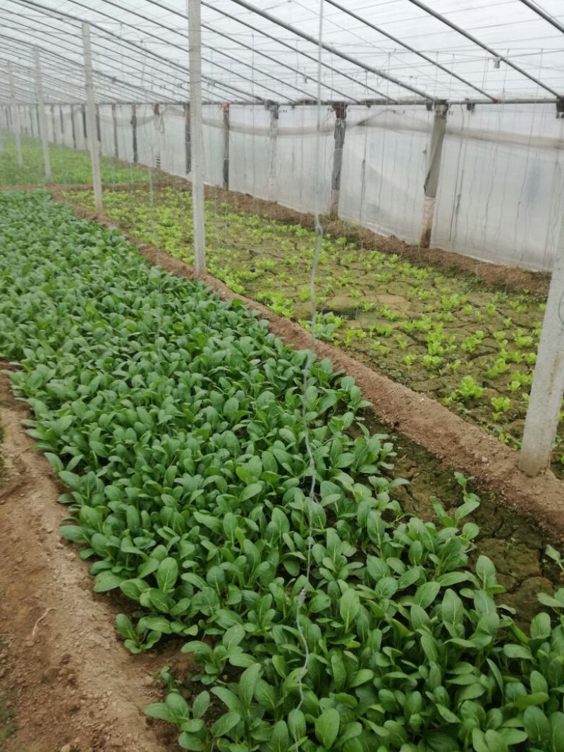大叶菠菜15~20厘米