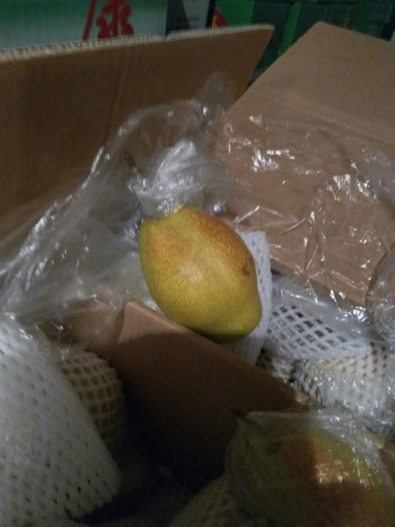 红香酥梨膜袋