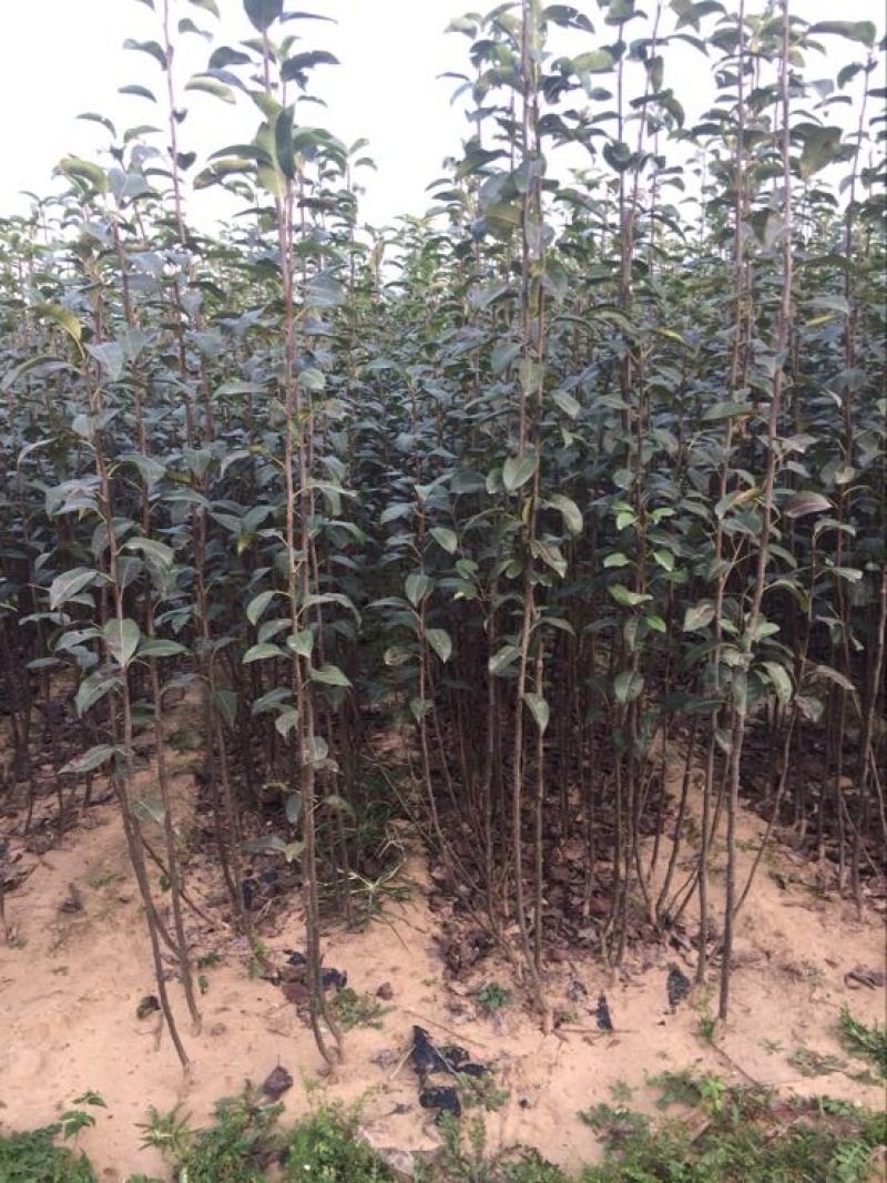 红富士苹果树苗80cm以上，清地处理中，需要的抓紧联系