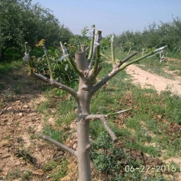 薄皮核桃去皮干