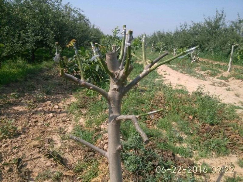 薄皮核桃去皮干