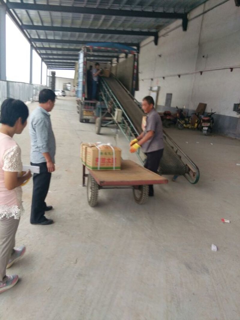 肥城市冷库荷兰十五土豆大量出库中，薯形好，艳色亮黄。