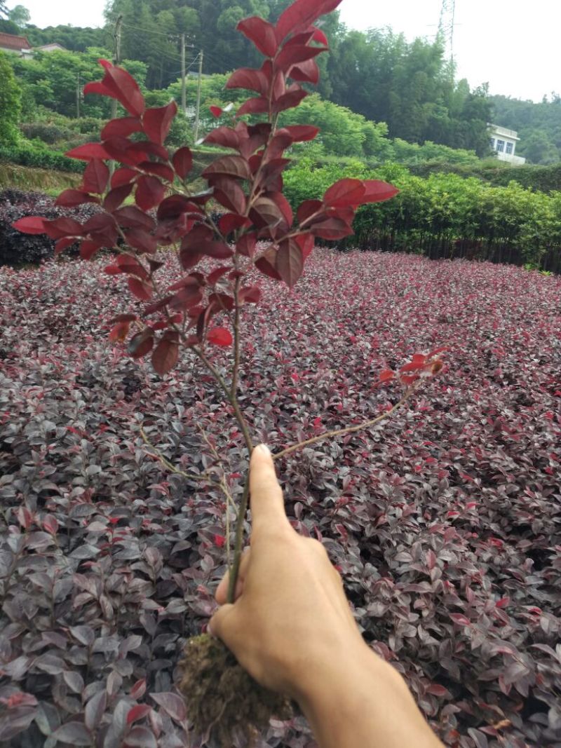 红花继木0.5米以下