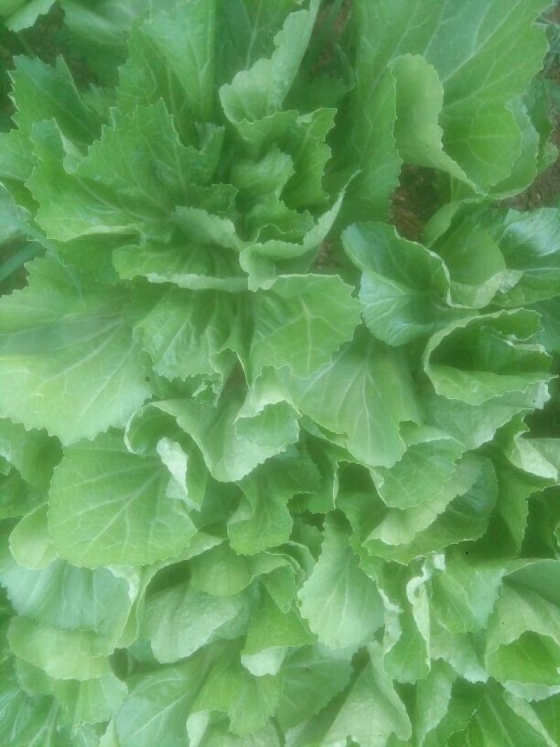 蔬菜