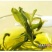 枸杞叶茶特级