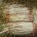 长白大葱40cm以上毛葱2cm左右