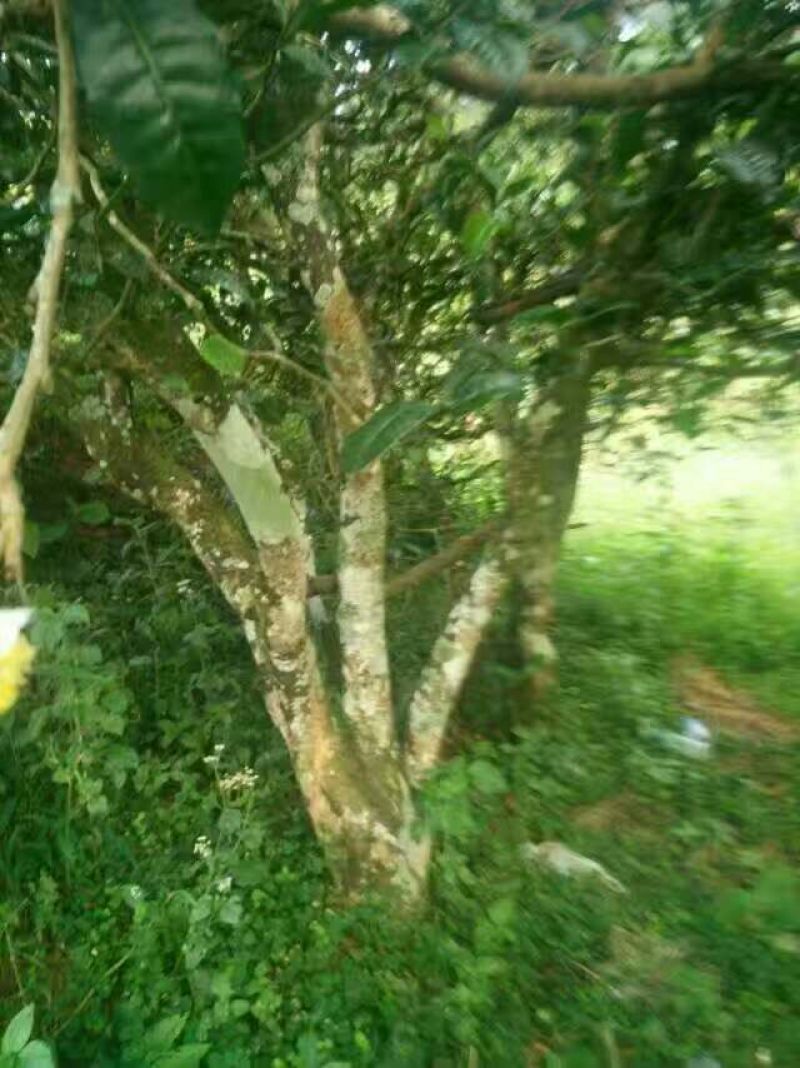 百年大树茶一级