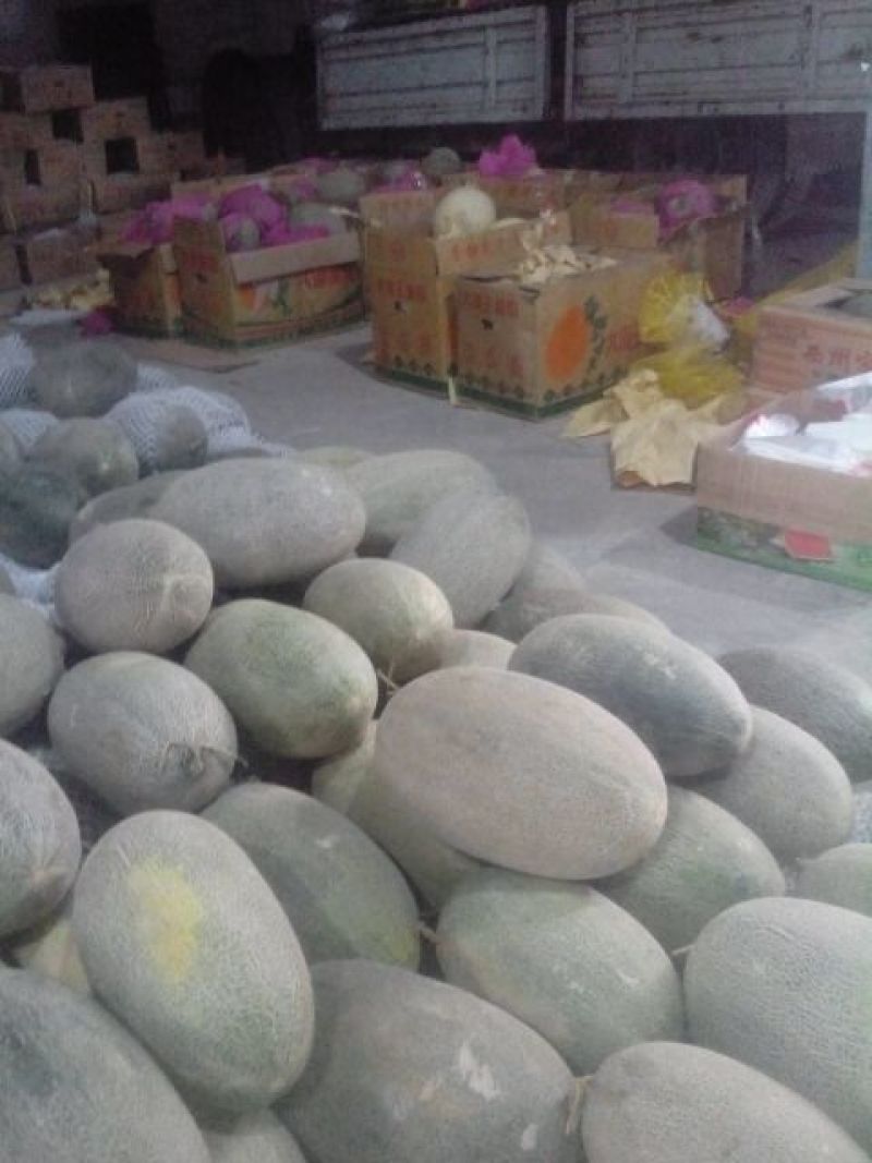 西州蜜瓜3斤以上椭圆形
