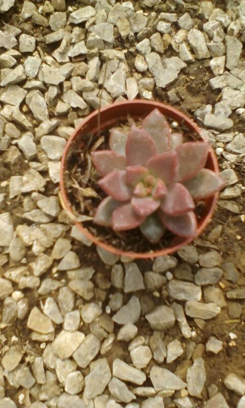 多肉植物