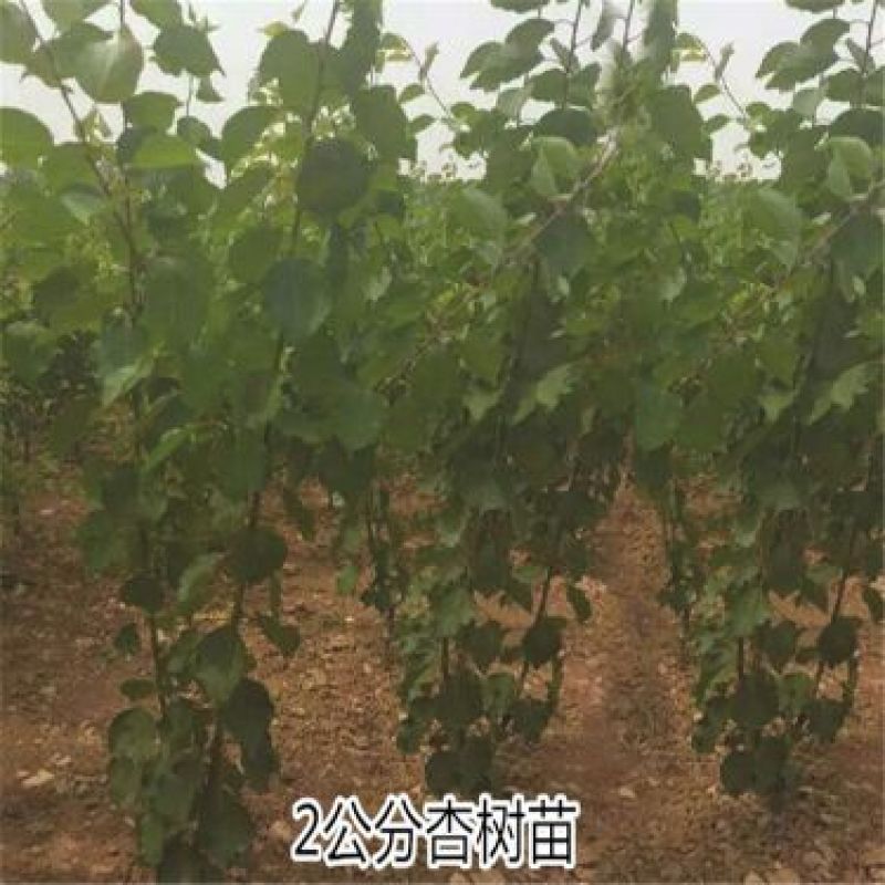 杏子苗80cm以上