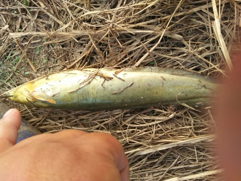 土鲶鱼食用