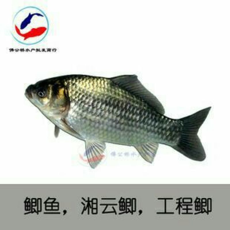 鲫鱼鱼苗