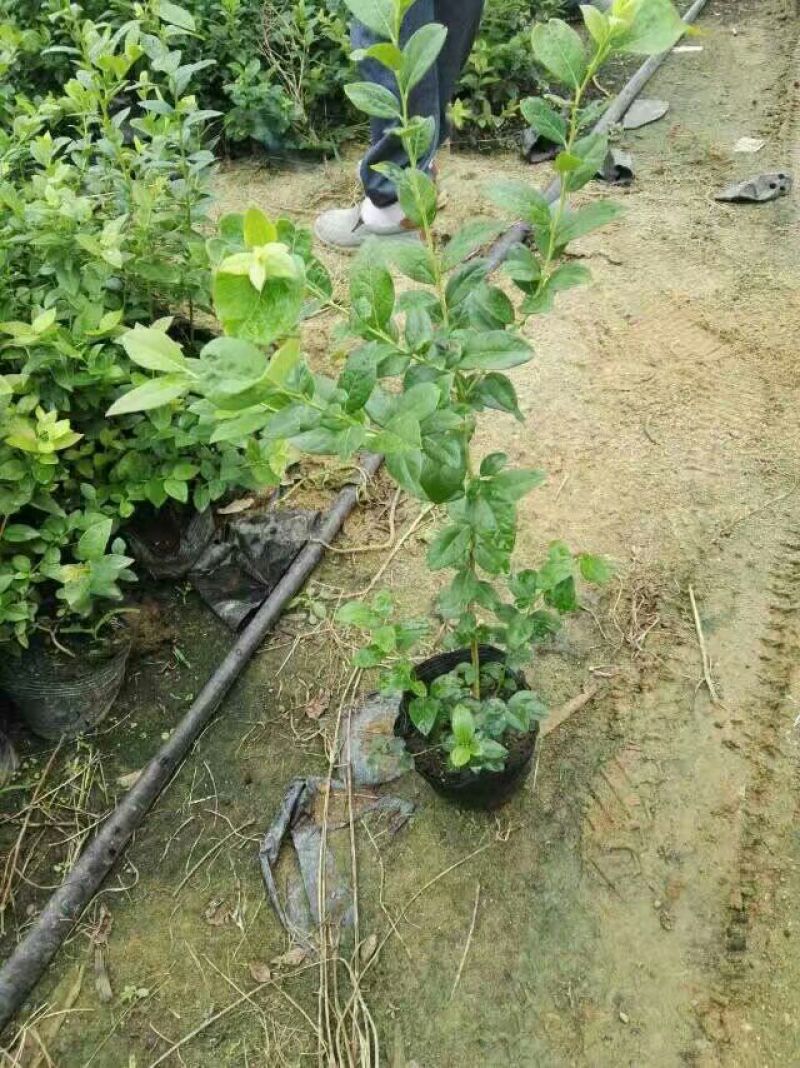 蓝莓苗蓝丰蓝莓苗都克蓝莓苗珠宝蓝莓苗品种纯