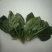 菠菜15~20厘米
