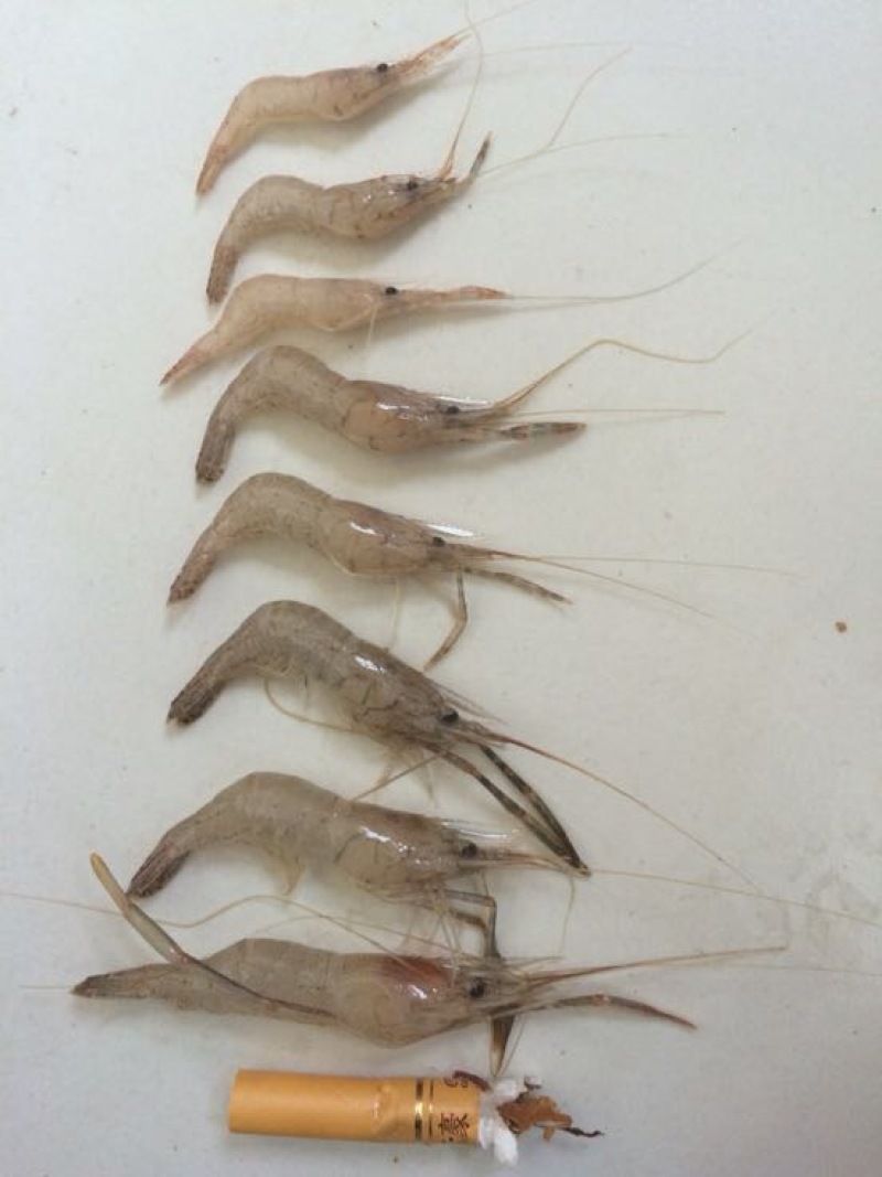 河虾