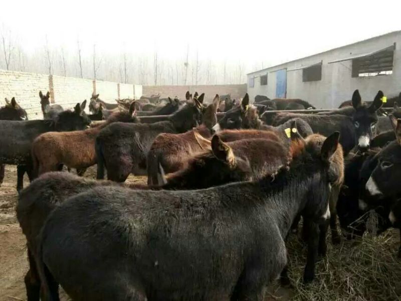 肉驴