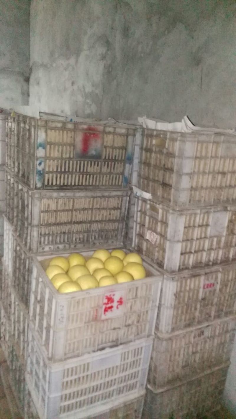 砀山梨250~300g纸箱