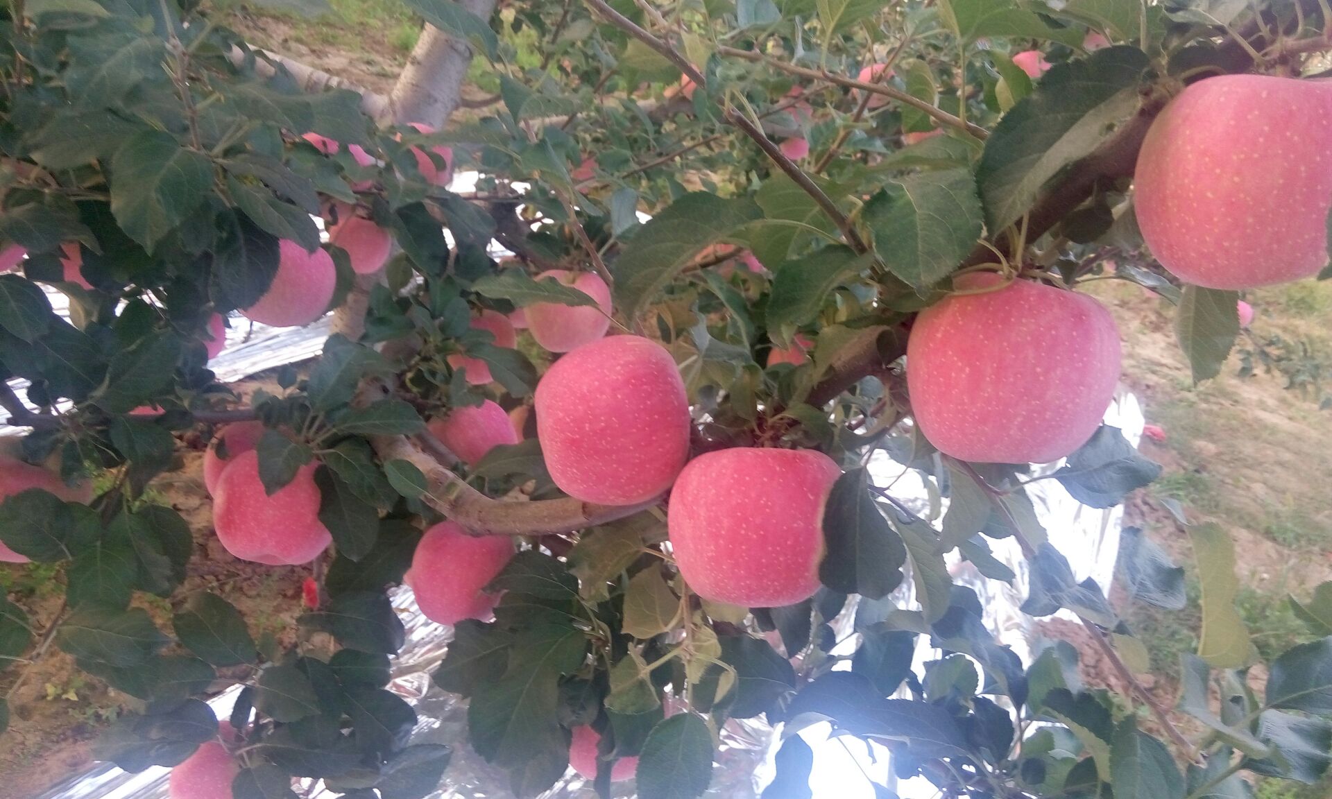 寒富苹果的特征特性及其引种栽培技术