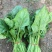 大叶菠菜20~25厘米