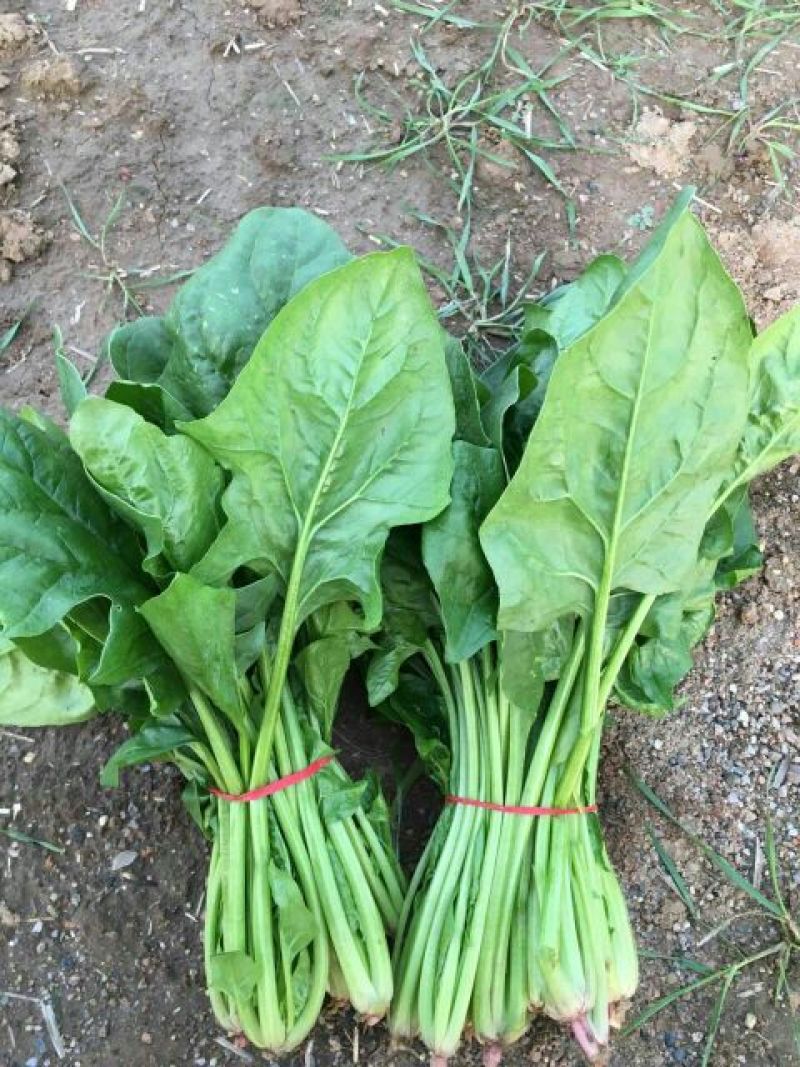 大叶菠菜20~25厘米