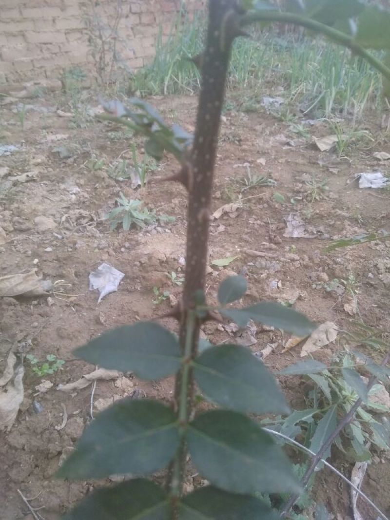 花椒苗1~2年