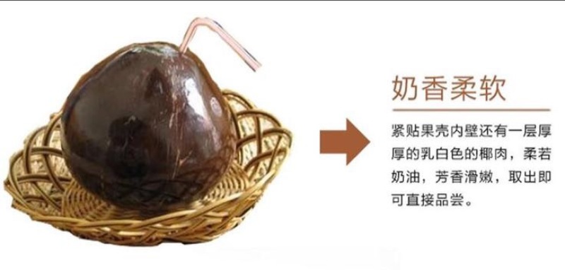 高种椰子