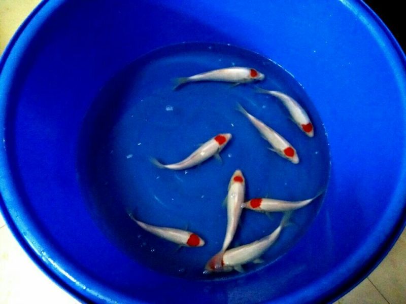 锦鲤鱼苗2两