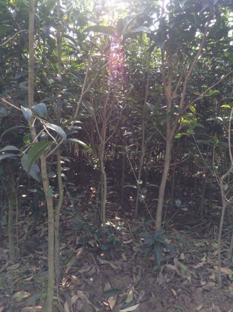 桂花树